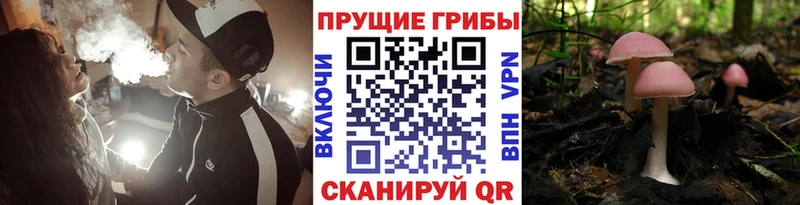 Купить  Красноуфимск  Псилоцибиновые грибы мицелий 